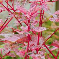 Acer Red Flamingo Tree Snake Bark Maple Tree Garden Trees Ready to Plant Outside