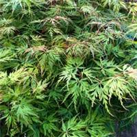 Acer 'Emerald Lace' 9cm Plant x2-RHS AGM Dissected Leaf Green Japanese Maple Pot