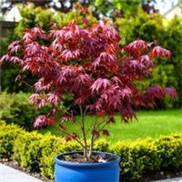 Acer 'Atropurpureum' 9cm Plant x2 - Purple Japanese Maple Hardy Ornamental Shrub