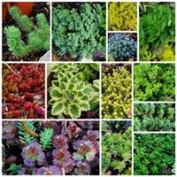 Hardy Sedum Unrooted Cuttings Colourful Rare Varieties Rockery Succulent Plants