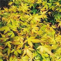 Acer 'Katsura' 4L Plant - RHS AGM Orange Spring Foliage Japanese Maple Shrub Pot