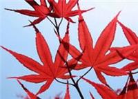50 x Redleaf Japanese Maple tree seeds (acer palmatum atropurpureum).