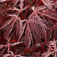 Acer palmatum Crimson Queen - Japanese Maple | Large Garden Ready Tree in Pot