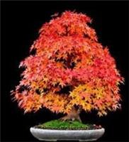 25 x Sugar Maple Tree seeds - Acer Saccharum - Rock Maple..