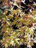 XL JAPANESE ACER SANGO KAKU Maple Tree 50-60cms 7.5L Pot Gold Foliage Red Stems