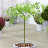 Acer Dissectum Tree | Japanese Maple Potted Ornamental Trees for Small Gardens