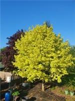 English grown Norway ACER MAPLE, variegated, purple, gold, green 4ft Nov deliver