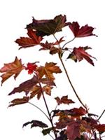 ACER PLATANOIDES NORWAY MAPLE BONSAI IN BON POT VIBRANT MULTICOLOR LEAVES 60CM