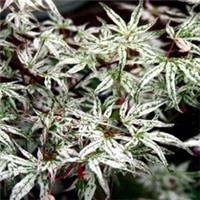 JAPANESE ACER UKIGOMO Maple Tree 5litre Pot White Pink Green Foliage