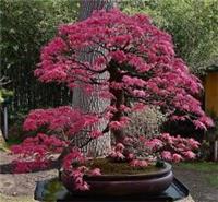 How to grow Bonsai plus 12 fabulous varieties of Bonsai tree seeds. Only &pound;9.99