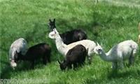 ALPACAS PONY GRASS SEED LEY FULL DIETARY NEEDS VITAMINS MINERALS 0.5 to 30 ACRES