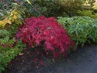 Fresh Acer Palmatum Viridis. So lacy leafed and beautiful. One of the best acers