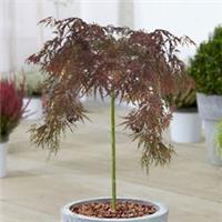 Acer Inaba Shidare Tree | Vibrant Japanese Maple Potted Trees for Small Gardens