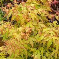 Acer palmatum 'Katsura' Deciduous Hardy Japanese Maple Garden Shrub | 9cm Pot