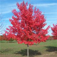 Acer rubrum 'Summer Red' | Red Maple Tree | Ornamental Tree | 5-6ft