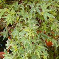 Acer palmatum Butterfly - Japanese Maple | Deciduous Garden Plant Tree in Pot