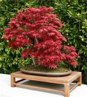 BONSAI - 20 Acer Palmatum, Japanese. Beautiful red acers Bonsai instructions.