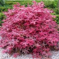 Acer palmatum 'Beni-Maiko' | Japanese Maple Deciduous Garden Plant Tree in Pot