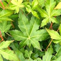 Acer palmatum Bi Ho - Japanese Maple | Large Outdoor Garden Ready Tree in Pot