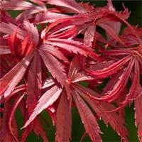 Acer Jerre Schwartz Plant Japanese Maple Tree Outdoor Garden Shrub Potted