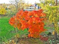 ACER Japonica aconitifolium 15 seeds. Gorgeous colors in Fall/Autumn. superb