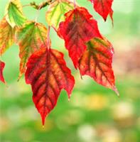 ACER Davidii  20 seeds. Gorgeous colors in Fall/Autumn. Only 1.80