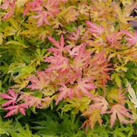 Acer Metamorphosa Japanese Maple Tree for Patio Garden Ready in Plant Pot