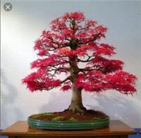 Japanese Red Maple Bonsai Tree Seeds, Rare Home Garden Maple Tree Plant Seed UK