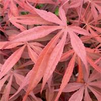 Acer Peve Dave Plant Japanes Maple Tree Outdoor Deciduous Garden Shrub Potted
