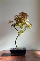 Japanese Maple bonsai tree - Acer Palmatum (outdoor) Actual tree