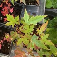 2 x Rare Japanese Maple - Acer Palmatum (Two trees per 1 pot )