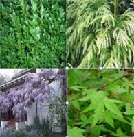 Mixed 20 x tree seeds. 5 of each variety.