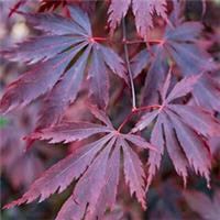 Acer Black Lace Plant Japanese Maple Tree Outdoor Deciduous Garden Shrub Potted