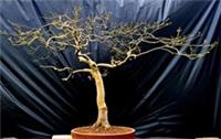 Large Purple Acer palmatum Japanese Maple Bonsai Tree Canopy