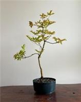 Field Maple bonsai tree - Acer Campestre (outdoor) Actual tree