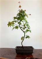 Japanese Maple bonsai tree - Acer Palmatum (outdoor) Actual tree