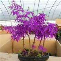 Purple Ghost Japanese Maple Bonsai Tree Seeds - Acer Palmatum - 5 Seeds