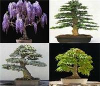 Mix of 20 tree seeds.Tree seeds that can be used for bonsai. 5 of each variety.