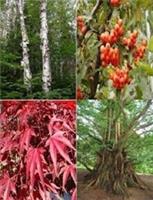 Mixed 20 x tree seeds. 5 of each variety.