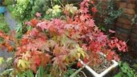 40 FRESH SEEDS OF ACER PALMATUM 2025
