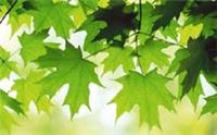 50 x Japanese Maple tree seeds (acer palmatum) tree seeds..