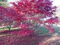 Acer Palmatum Atropurpureum. 10 Seeds. Gorgeous purple/red. Instructions inc.