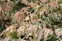 Acer negundo Flamingo/Variegated Box Elder Tree, Peat Free, 5L 90-120cm
