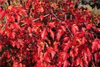Acer ginnala / Amur Maple, Peat Free, Autumn Interest, 5L 100-125cm