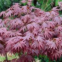 Acer palmatum 'Atropurpureum' | Japanese Maple Deciduous Garden Plant In Pot