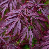 Acer palmatum dissectum 'Garnet' | Japanese Maple Deciduous Garden Tree In Pot