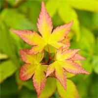 Acer palmatum 'Little Princess' Deciduous Japanese Maple Garden Shrub | 9cm Pot