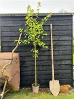 Acer buergerianum / Trident Maple, Peat Free, Autumn Interest, 5L 90-120cm