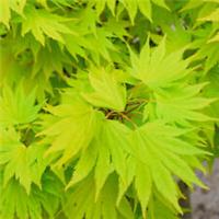 Acer shirasawanum 'Jordan' | Japanese Maple Deciduous Garden Plant Tree In Pot