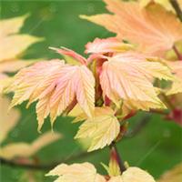 Acer pseudoplatanus Brilliantissimum | Sycamore Tree | Garden Tree | 5-6ft